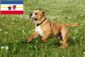 Lire la suite à propos de l’article Éleveurs de Continental Bulldogs et chiots dans le Mecklembourg-Poméranie occidentale