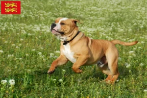 Lire la suite à propos de l’article Éleveurs de Bouledogues Continentaux et chiots en Normandie