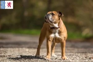 Lire la suite à propos de l’article Éleveurs de Bouledogues Continentaux et chiots en Nouvelle-Aquitaine