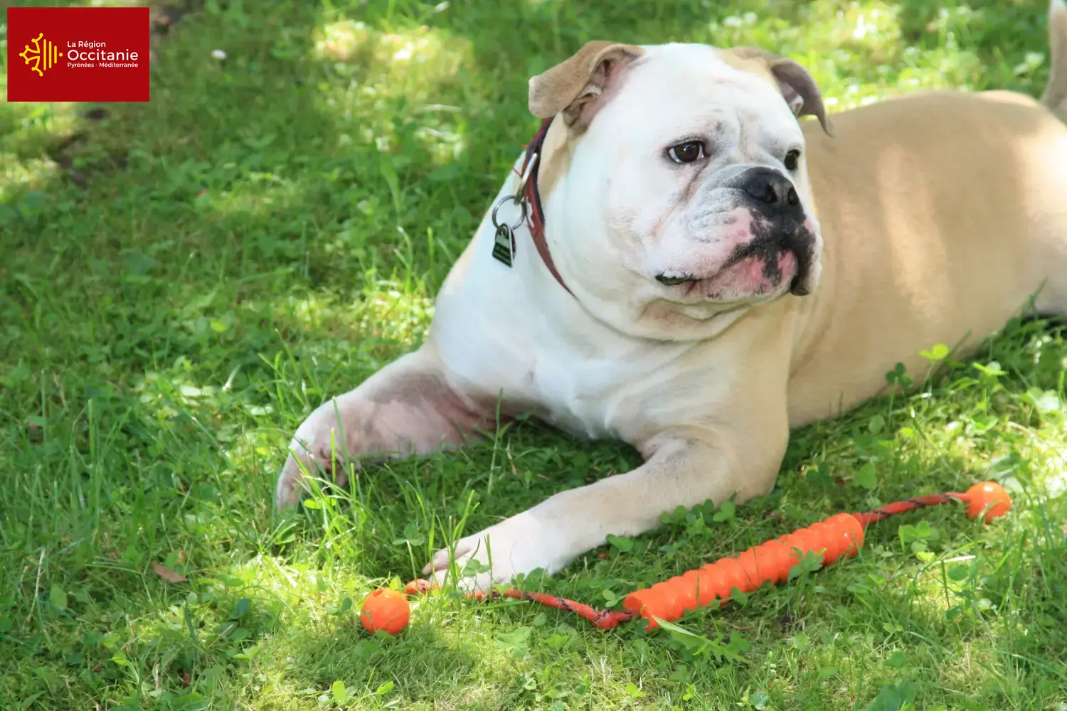 Bouledogues Continentaux chiots et éleveurs Occitanie Ici tu trouves des éleveurs de Continental Bulldogs en Occitanie.