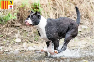 Lire la suite à propos de l’article Éleveurs de Continental Bulldogs et chiots en Provence-Alpes-Côte d’Azur