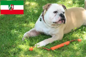 Lire la suite à propos de l’article Éleveurs de Continental Bulldogs et chiots en Rhénanie-du-Nord-Westphalie
