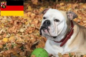 Lire la suite à propos de l’article Éleveurs de Continental Bulldogs et chiots en Rhénanie-Palatinat
