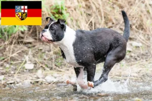 Lire la suite à propos de l’article Éleveurs de Continental Bulldogs et chiots en Sarre