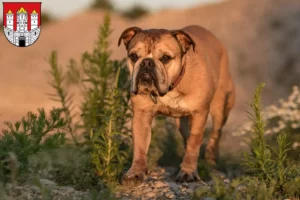 Lire la suite à propos de l’article Éleveurs de Continental Bulldogs et chiots à Salzbourg