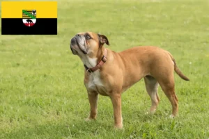 Lire la suite à propos de l’article Éleveurs de Continental Bulldogs et chiots en Saxe-Anhalt