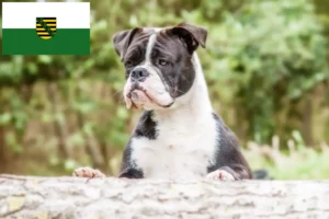 Lire la suite à propos de l’article Éleveurs de Continental Bulldogs et chiots en Saxe