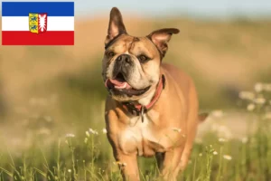 Lire la suite à propos de l’article Éleveurs de Continental Bulldogs et chiots dans le Schleswig-Holstein