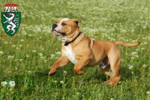 Lire la suite à propos de l’article Éleveurs de Continental Bulldogs et chiots en Styrie