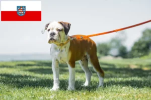 Lire la suite à propos de l’article Éleveurs de Continental Bulldogs et chiots en Thuringe