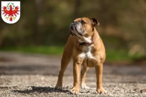 Lire la suite à propos de l’article Éleveurs de Continental Bulldogs et chiots au Tyrol