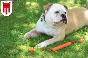 Lire la suite à propos de l’article Éleveurs de Continental Bulldogs et chiots dans le Vorarlberg