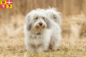 Lire la suite à propos de l’article Coton de Tuléar éleveurs et chiots en Auvergne-Rhône-Alpes