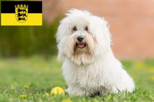 Lire la suite à propos de l’article Coton de Tuléar éleveurs et chiots en Baden-Württemberg