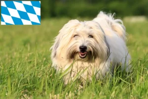 Lire la suite à propos de l’article Coton de Tuléar éleveurs et chiots en Bavière