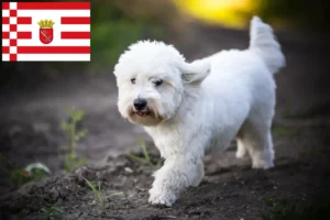Lire la suite à propos de l’article Coton de Tuléar éleveurs et chiots à Bremen