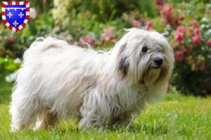 Lire la suite à propos de l’article Coton de Tuléar éleveurs et chiots en Centre-Val de Loire