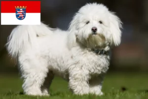 Lire la suite à propos de l’article Coton de Tuléar éleveurs et chiots en Hesse