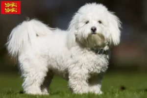 Lire la suite à propos de l’article Coton de Tuléar éleveurs et chiots en Normandie