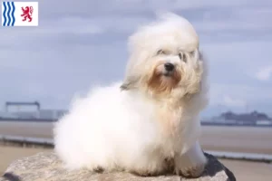 Lire la suite à propos de l’article Coton de Tuléar éleveurs et chiots en Nouvelle-Aquitaine