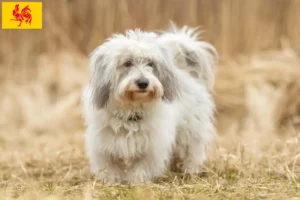 Lire la suite à propos de l’article Coton de Tuléar éleveurs et chiots en Région wallonne