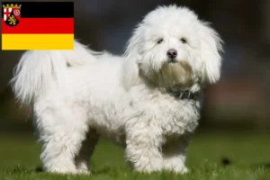 Lire la suite à propos de l’article Coton de Tuléar éleveurs et chiots en Rhénanie-Palatinat