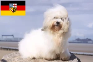 Lire la suite à propos de l’article Coton de Tuléar éleveurs et chiots en Sarre
