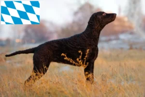 Lire la suite à propos de l’article Éleveurs de Retrievers à poil bouclé et chiots en Bavière