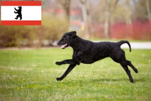 Lire la suite à propos de l’article Éleveurs de Retrievers à poil bouclé et chiots à Berlin