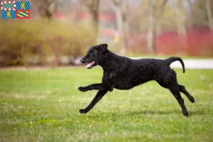 Lire la suite à propos de l’article Éleveurs de Retrievers à poil bouclé et chiots en Bourgogne-Franche-Comté