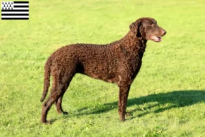 Lire la suite à propos de l’article Éleveurs de Retrievers à poil bouclé et chiots en Bretagne