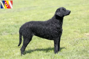 Lire la suite à propos de l’article Éleveurs de Retrievers à poil bouclé et chiots en Grand Est