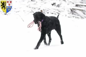 Lire la suite à propos de l’article Éleveurs de Retrievers à poil bouclé et chiots en Hauts-de-France