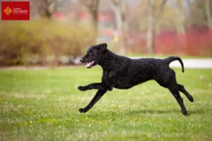 Lire la suite à propos de l’article Éleveurs de Retrievers à poil bouclé et chiots en Occitanie