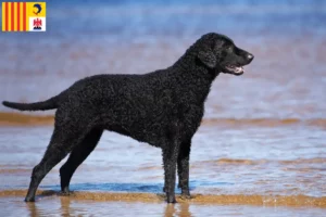 Lire la suite à propos de l’article Éleveurs de Retrievers à poil bouclé et chiots en Provence-Alpes-Côte d’Azur