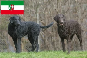 Lire la suite à propos de l’article Éleveurs de Retrievers à poil bouclé et chiots en Rhénanie-du-Nord-Westphalie