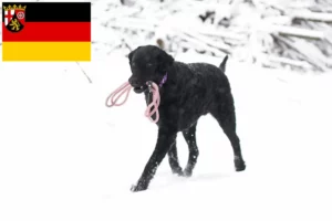 Lire la suite à propos de l’article Éleveurs de Retrievers à poil bouclé et chiots en Rhénanie-Palatinat