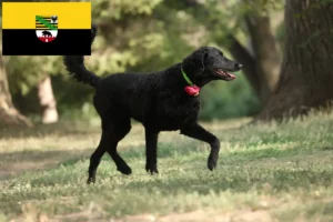 Lire la suite à propos de l’article Éleveurs de Retrievers à poil bouclé et chiots en Saxe-Anhalt