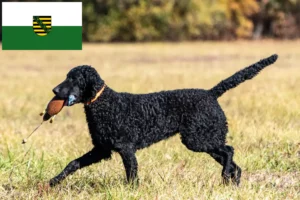Lire la suite à propos de l’article Éleveurs de Retrievers à poil bouclé et chiots en Saxe