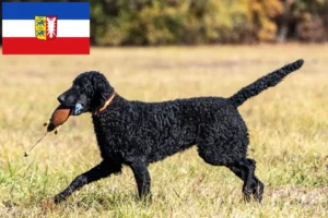 Lire la suite à propos de l’article Éleveurs de Retrievers à poil bouclé et de chiots dans le Schleswig-Holstein