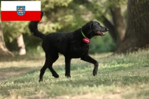Lire la suite à propos de l’article Éleveurs de Retrievers à poil bouclé et chiots en Thuringe