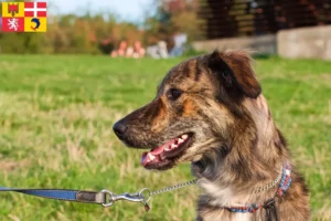 Lire la suite à propos de l’article Cursinu éleveurs et chiots en Auvergne-Rhône-Alpes