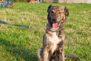 Lire la suite à propos de l’article Cursinu éleveurs et chiots en Bourgogne-Franche-Comté