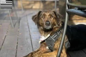 Lire la suite à propos de l’article Cursinu éleveurs et chiots en Bretagne