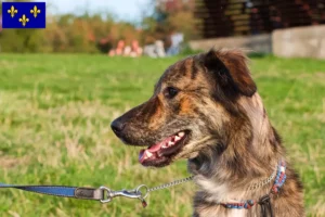 Lire la suite à propos de l’article Cursinu éleveurs et chiots en Île-de-France