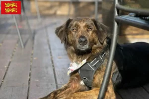 Lire la suite à propos de l’article Cursinu éleveurs et chiots en Normandie
