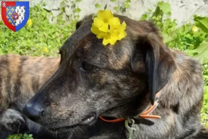 Lire la suite à propos de l’article Cursinu éleveurs et chiots en Pays de la Loire