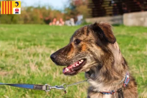 Lire la suite à propos de l’article Cursinu éleveurs et chiots en Provence-Alpes-Côte d’Azur