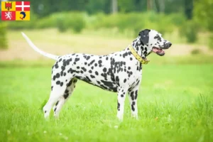Lire la suite à propos de l’article Éleveurs de dalmatiens et chiots en Auvergne-Rhône-Alpes