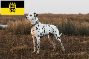 Lire la suite à propos de l’article Éleveurs de dalmatiens et chiots en Baden-Württemberg